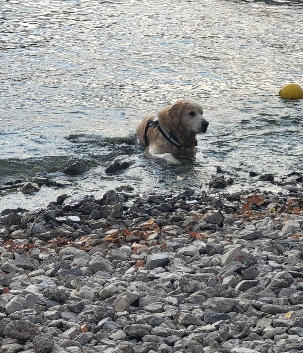 V príjemnej vode sa chladili aj psíci